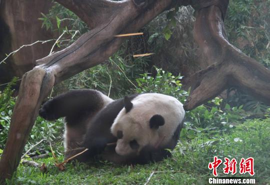 �D�顰�����������似�ȝL������������ �z