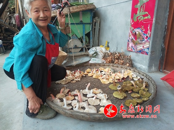 采野生菌的黃奶奶.jpg