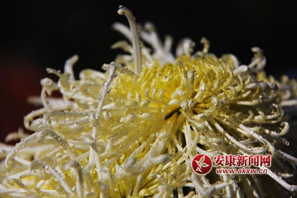 9���ջ���������ʢ�_��������磬������Ƣ������ӭ�L(f��ng)ŭ�ţ�׿Ȼ���������S�ٻ�ͬ�ݣ����c�ٻ���(zh��ng)�������c������(zh��ng)�s�����c�ĺɠ�(zh��ng)�G