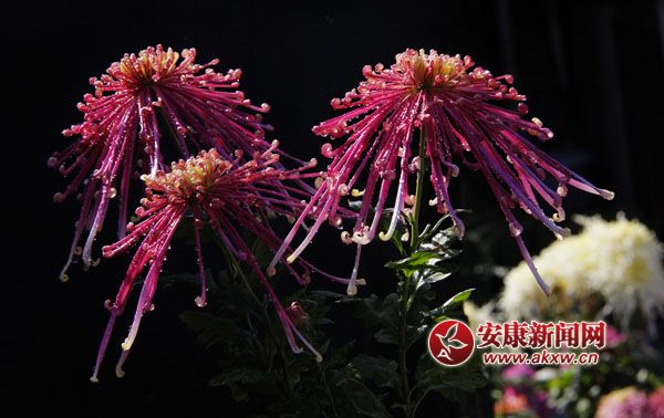 2���ջ���ʒɪ�����L�Џ��㣬׌���c����ļ������ˎ׷������͜��顣��ɫ�ջ��_�û��F�\�ء����涷�G��׌���p�Đ�Ŀ���ĕ�������