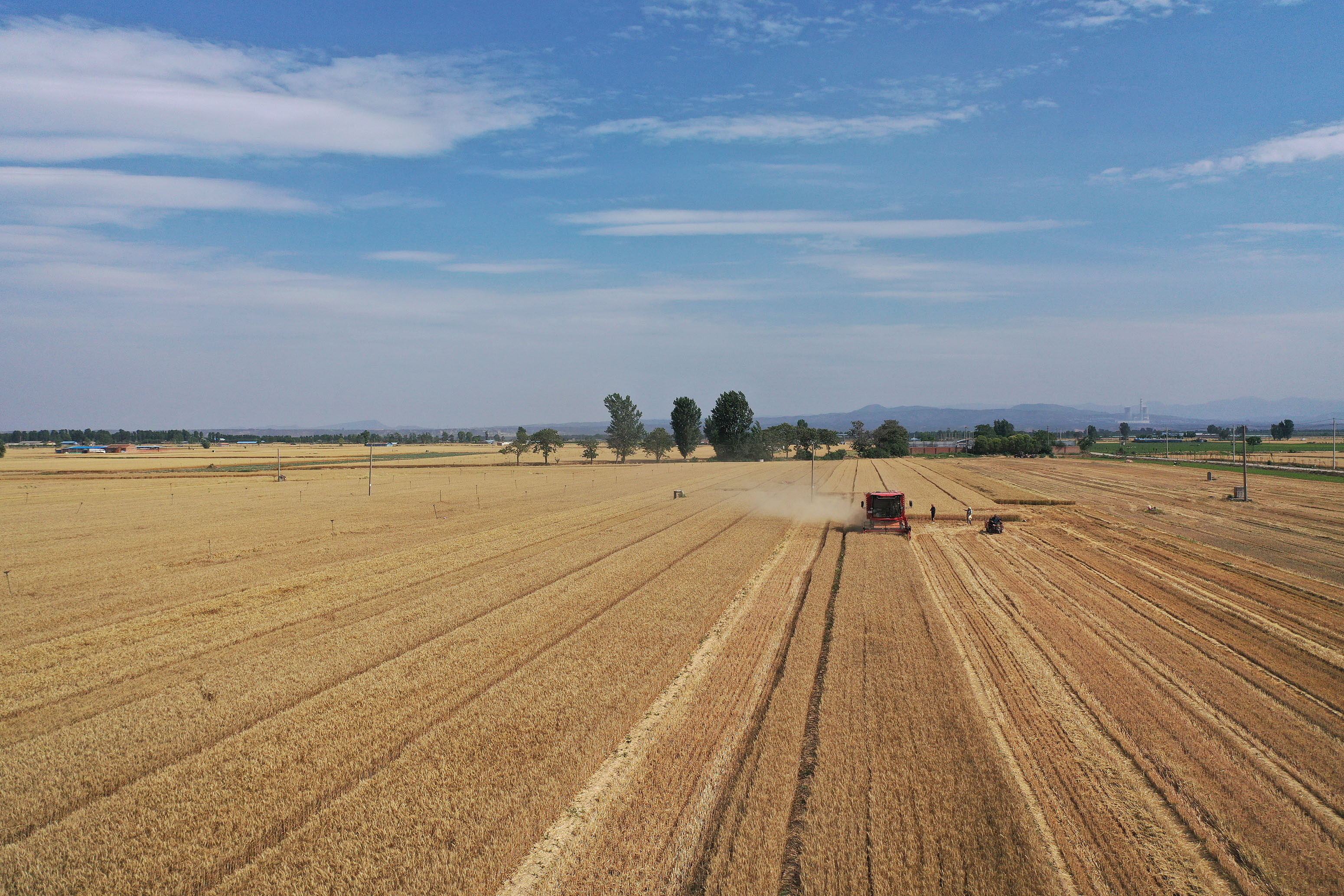 2025年6月3日，河南焦作，溫縣黃河街道灘王莊村農(nóng)民駕駛收割機(jī)收獲小麥。