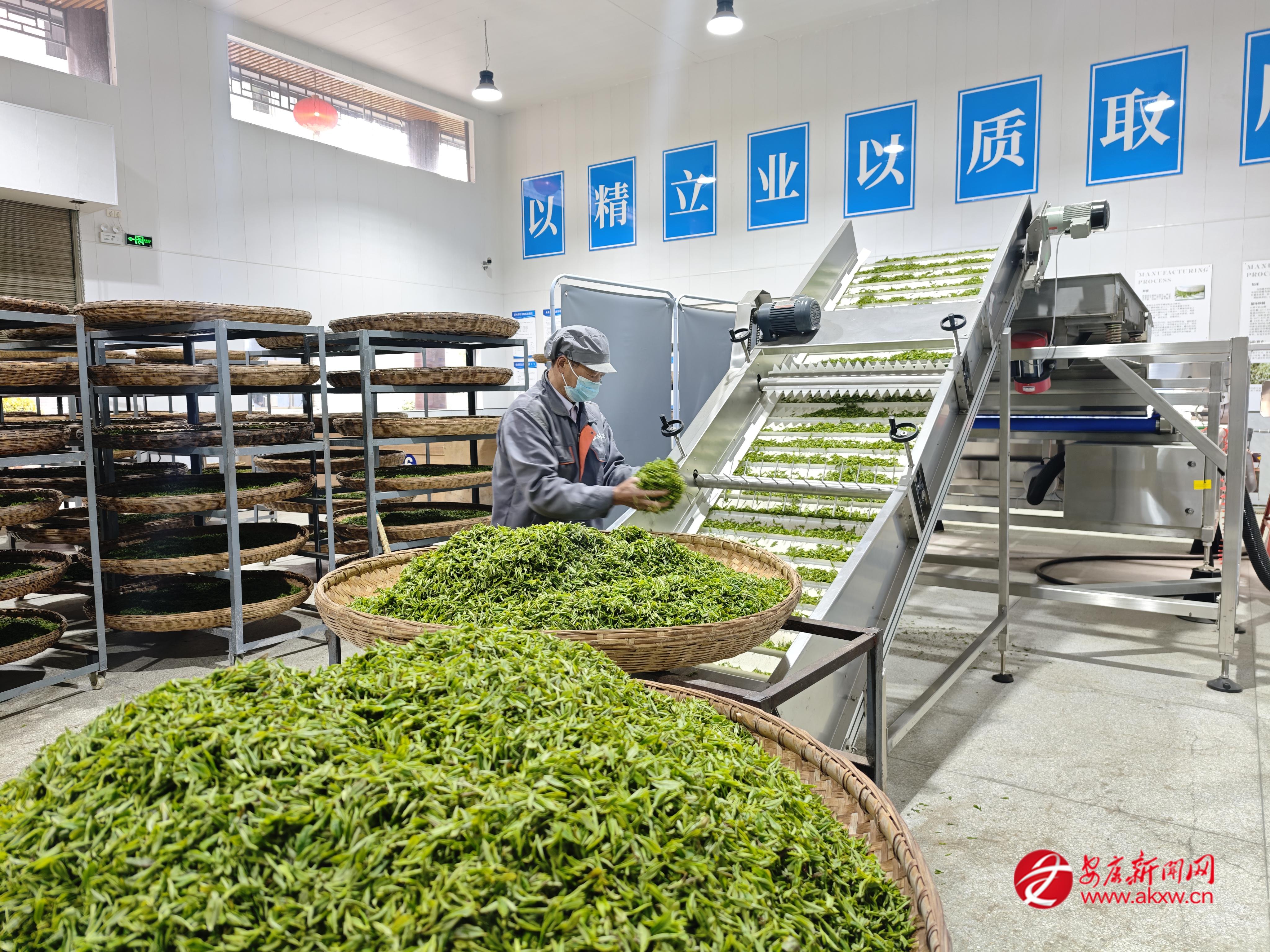 在紫陽縣煥古鎮(zhèn)煥古莊園茶業(yè)有限公司廠房內,茶香四溢,茶葉生產(chǎn)線上工人忙碌的身影勾勒出一幅產(chǎn)業(yè)興旺、群眾增收的生動畫卷。 記者 艾蓓 攝