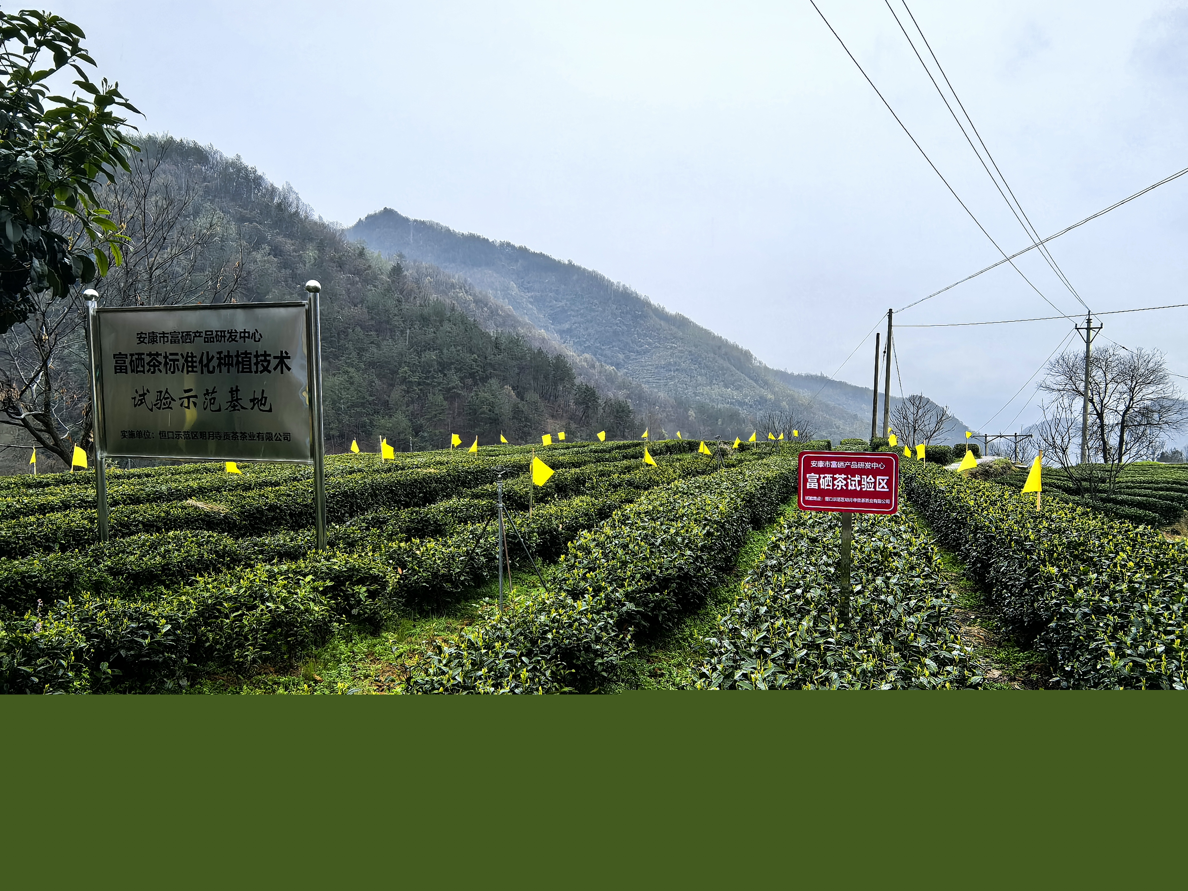 康忠實的茶園。