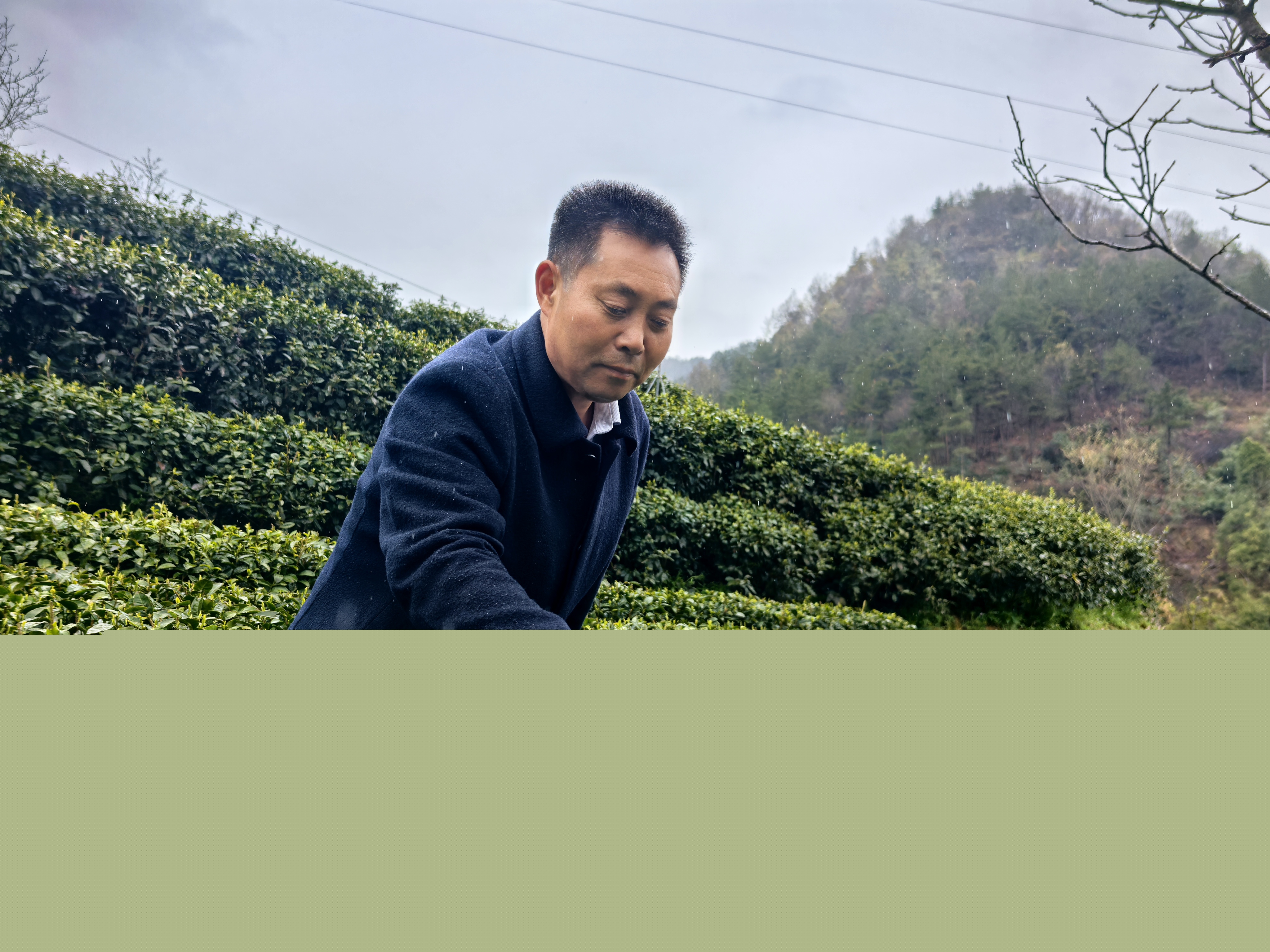 3月15日,康忠實正在查看茶葉長勢。